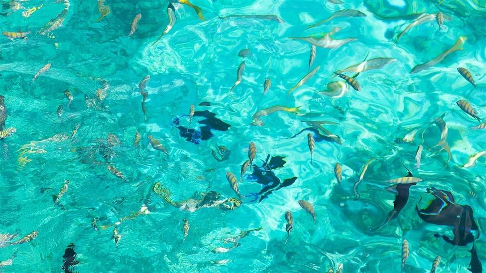 The Marlin At Taino Beach Resort Freeport Luaran gambar